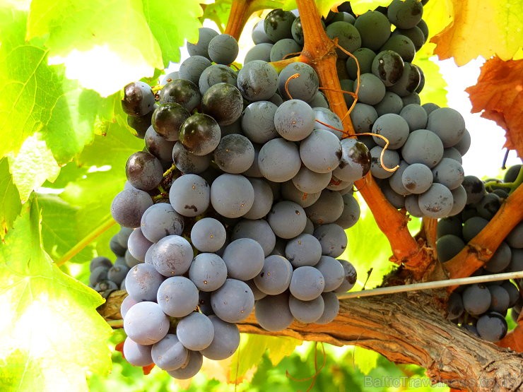 Travelnews.lv iepazīst spāņu reģiona Priorat vīna darītavu Clos de L‘obac www.costersdelsiurana.com 145635
