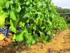 Travelnews.lv iepazīst spāņu reģiona Priorat vīna darītavu Clos de L‘obac www.costersdelsiurana.com 18