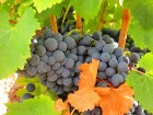 Travelnews.lv iepazīst spāņu reģiona Priorat vīna darītavu Clos de L‘obac www.costersdelsiurana.com 20