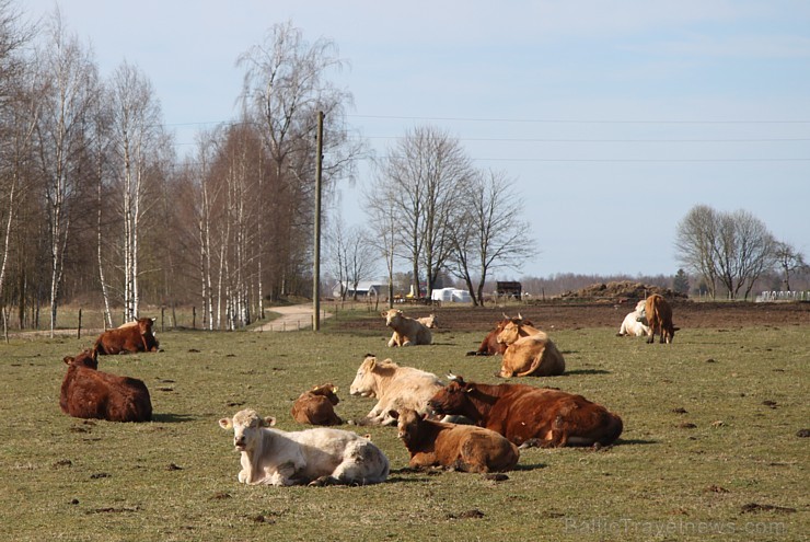 Kurzemē sparīgi ienāk pavasaris 147259