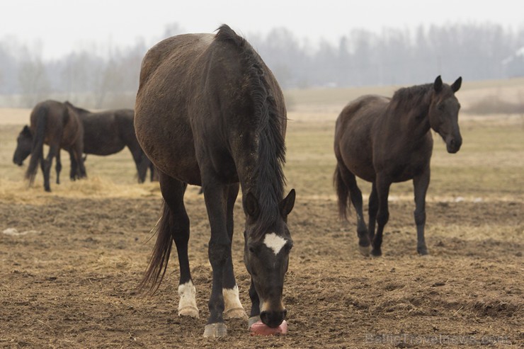 Burtnieku zirgaudzētava ir vecākā zirgaudzētava Latvijā 147549