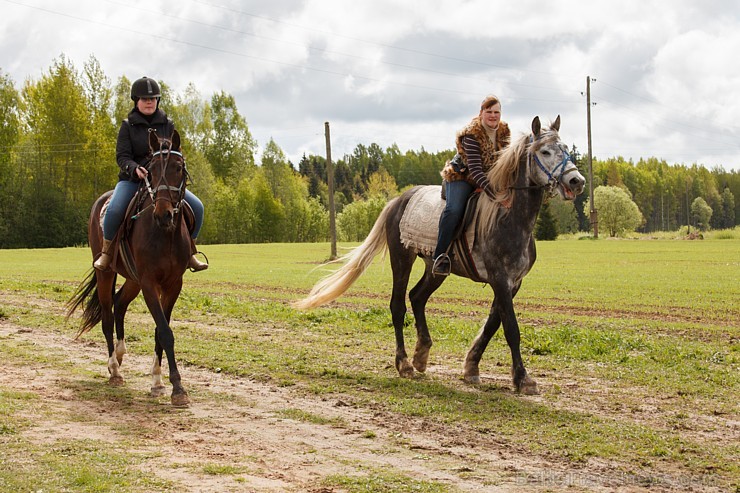 Rikšotāju sacīkstes Robežniekos pārbauda jaunzirgu izturību
Foto: Elvīra Škutāne 149624