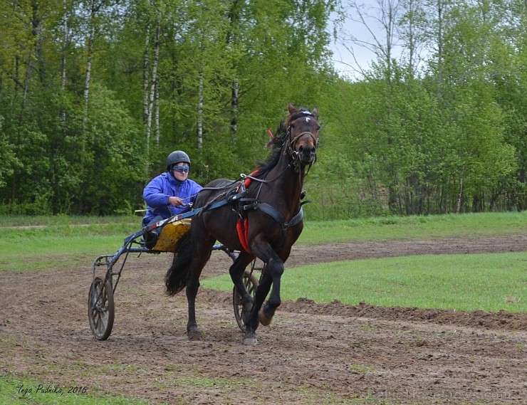 Rikšotāju sacīkstes Robežniekos pārbauda jaunzirgu izturību
Foto: Inga Pudnika 149628