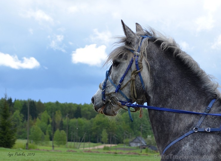 Rikšotāju sacīkstes Robežniekos pārbauda jaunzirgu izturību
Foto: Inga Pudnika 149639