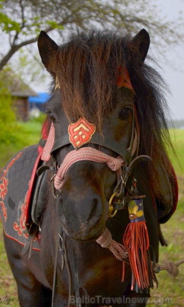 Rikšotāju sacīkstes Robežniekos pārbauda jaunzirgu izturību
Foto: Inga Pudnika 149642