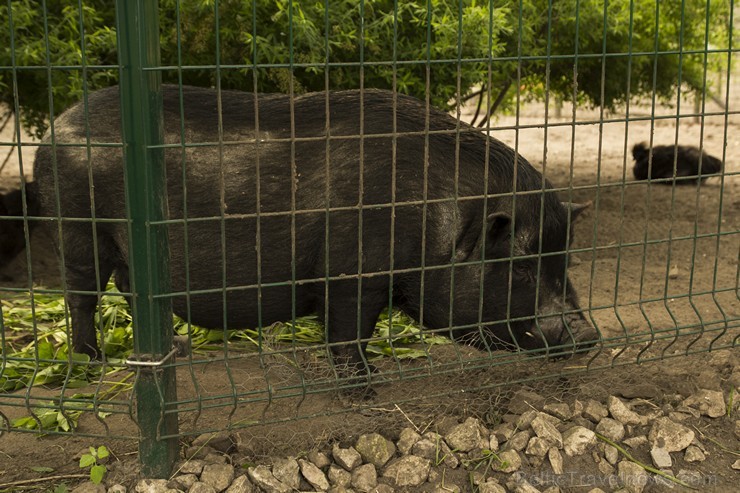 Piemājas zoo «Brieži» Stopiņi novadā, Vālodzēs. Te sastopami poniji, fazāni, dekoratīvie mājputni, pundurkaziņas un aitiņas, truši un vāverēni, pundur 150925