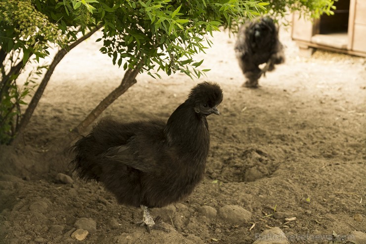 Piemājas zoo «Brieži» apskatāmi dažādi dzīvnieki un dekoratīvie putni 150926