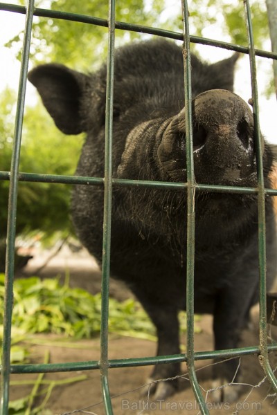 Piemājas zoo «Brieži» apskatāmi dažādi dzīvnieki un dekoratīvie putni 150927