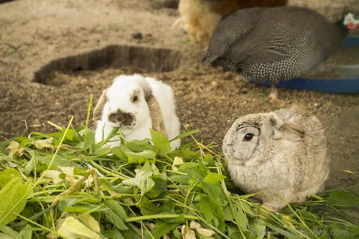 Piemājas zoo «Brieži» apskatāmi dažādi dzīvnieki un dekoratīvie putni 150937