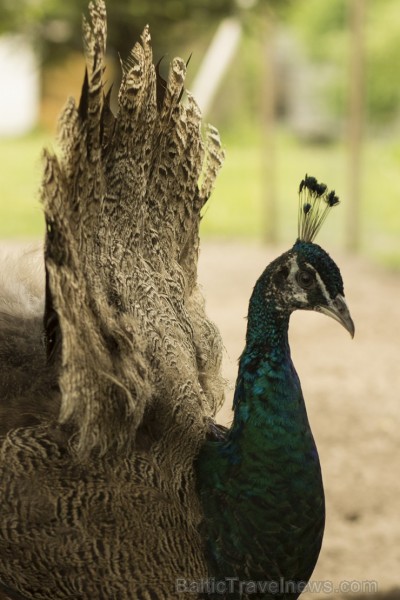 Piemājas zoo «Brieži» apskatāmi dažādi dzīvnieki un dekoratīvie putni 150938