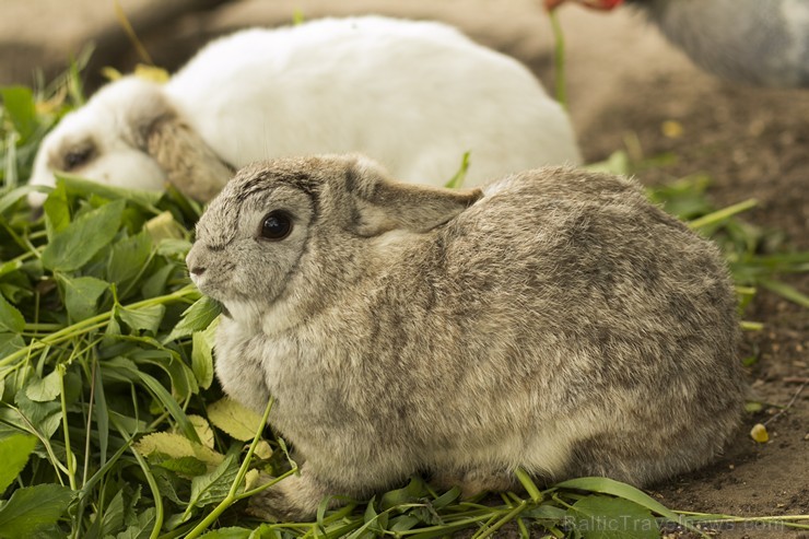 Piemājas zoo «Brieži» Stopiņi novadā, Vālodzēs. Te sastopami poniji, fazāni, dekoratīvie mājputni, pundurkaziņas un aitiņas, truši un vāverēni, pundur 150939