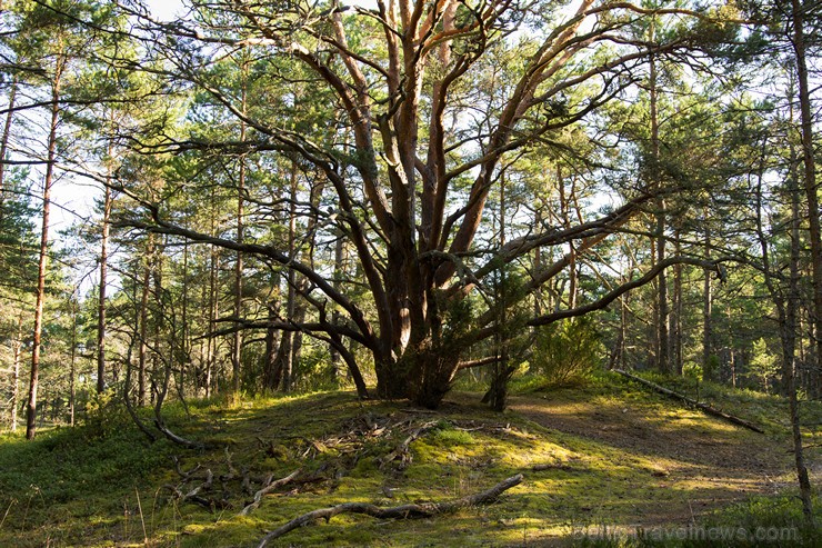 Kolkas priežu dabas takā apskatāmas vecākās mežainās kāpas 159300