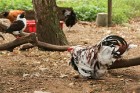 Travelnews.lv apskata mini zoo «Bērzkalni» 11