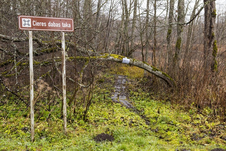 Cieres dabas taka iepazīstina ar Gaujas krastu mitrājiem 164766