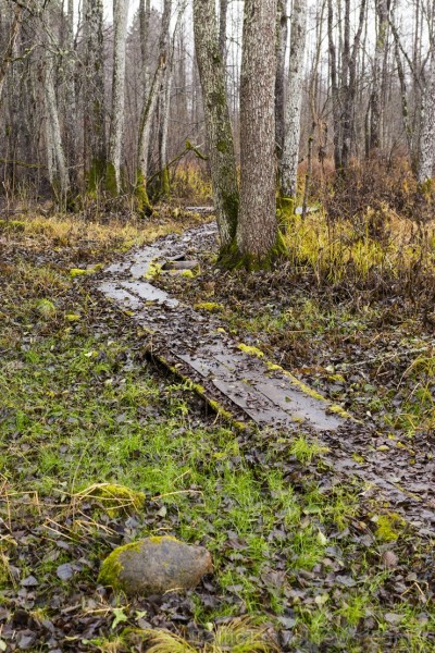 Cieres dabas taka iepazīstina ar Gaujas krastu mitrājiem 164769