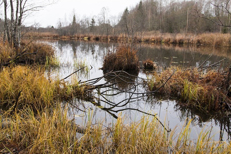 Cieres dabas taka iepazīstina ar Gaujas krastu mitrājiem 164779