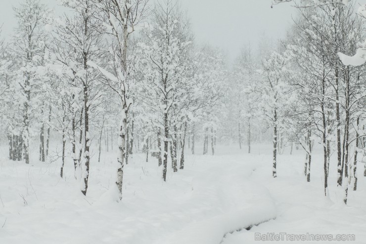 Travelnews.lv izbauda ziemas priekus Limbažu Lielezera dabas takā 167509