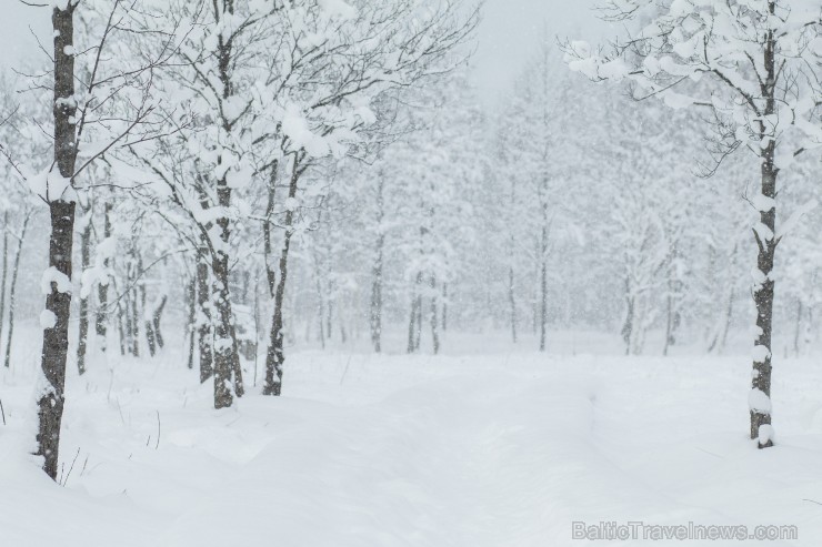 Travelnews.lv izbauda ziemas priekus Limbažu Lielezera dabas takā 167510