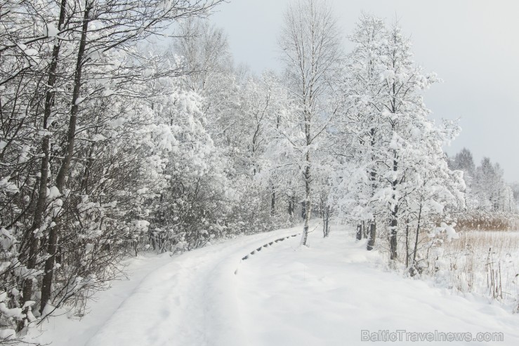 Travelnews.lv izbauda ziemas priekus Limbažu Lielezera dabas takā 167519