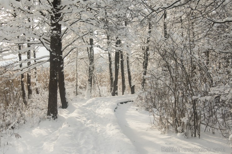 Travelnews.lv izbauda ziemas priekus Limbažu Lielezera dabas takā 167524