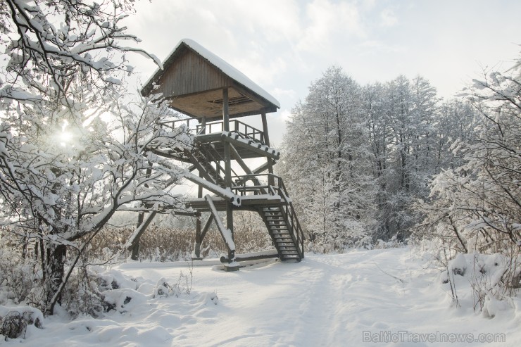 Travelnews.lv izbauda ziemas priekus Limbažu Lielezera dabas takā 167525