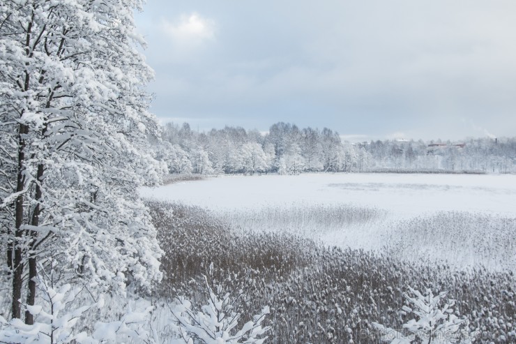 Travelnews.lv izbauda ziemas priekus Limbažu Lielezera dabas takā 167526