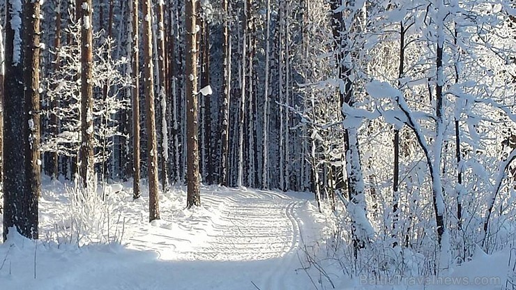 Zilo kalnu distanču slēpošanas trase, Ogres un Ikšķiles tuvumā, pulcē daudzus slēpošanas entuziastus, sportistus un dabas mīļotājus 167683