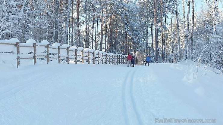 Zilo kalnu distanču slēpošanas trase, Ogres un Ikšķiles tuvumā, pulcē daudzus slēpošanas entuziastus, sportistus un dabas mīļotājus 167694