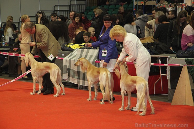 Ķīpsalā kupls apmeklētāju skaits divas dienas pulcējas lielākā mājdzīvnieku izstādē Baltijā  «PetExpo 2016» 170817