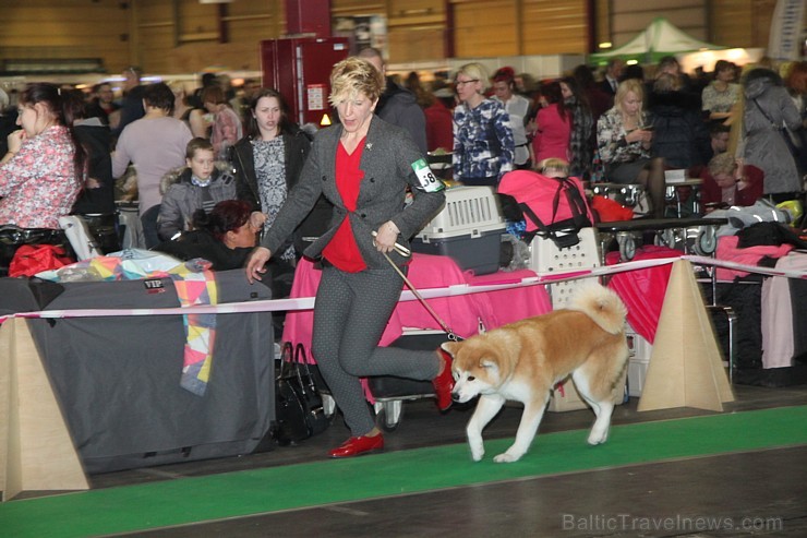 Ķīpsalā kupls apmeklētāju skaits divas dienas pulcējas lielākā mājdzīvnieku izstādē Baltijā  «PetExpo 2016» 170844