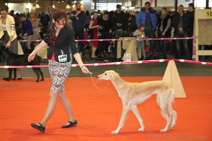 Ķīpsalā kupls apmeklētāju skaits divas dienas pulcējas lielākā mājdzīvnieku izstādē Baltijā  «PetExpo 2016» 170847