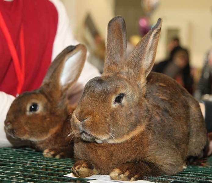 Ķīpsalā kupls apmeklētāju skaits divas dienas pulcējas lielākā mājdzīvnieku izstādē Baltijā  «PetExpo 2016» 170849