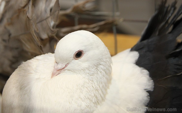 Ķīpsalā kupls apmeklētāju skaits divas dienas pulcējas lielākā mājdzīvnieku izstādē Baltijā  «PetExpo 2016» 170851