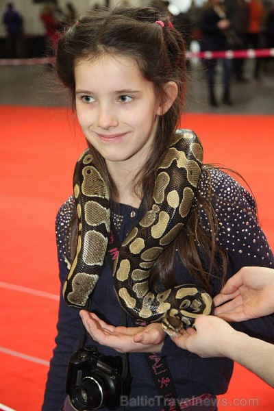 Ķīpsalā kupls apmeklētāju skaits divas dienas pulcējas lielākā mājdzīvnieku izstādē Baltijā  «PetExpo 2016» 170861