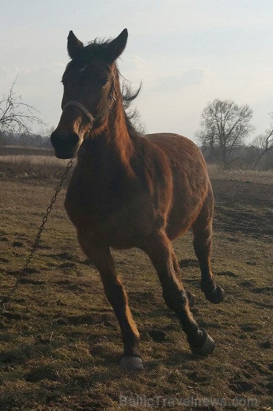 Travelnews.lv redakcija saulainajās Lieldienās ciemojas Latgales zemnieka sētā un Dagdas katoļu baznīcā 171318