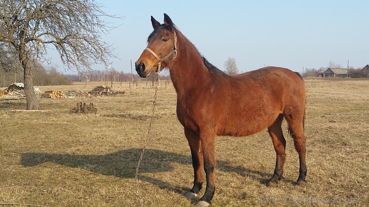 Travelnews.lv redakcija saulainajās Lieldienās ciemojas Latgales zemnieka sētā un Dagdas katoļu baznīcā 171319