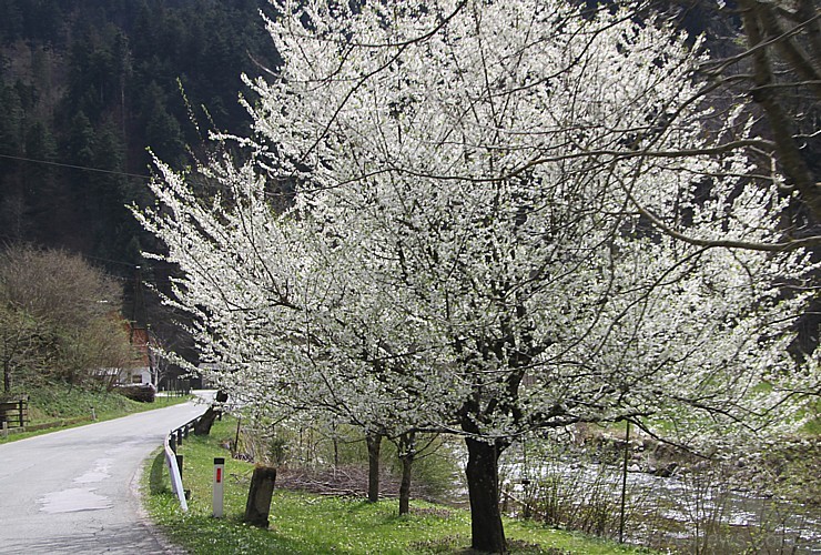 Travelnews.lv ar jauno  Ford Ranger iepazīst Slovēnijas autostrādes un Alpu kalnu ceļus 171921