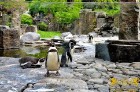 Viena diena tiks veltīta Prāgas zoodārza apmeklējumam. Ne velti Forbes Magazine to nodēvējis par World’s 7th Best Zoo – tajā apskatāmi sarkanie ķengur 12