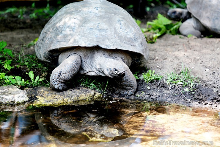 Rīgas zoodārzā jau sešpadsmito reizi norisinājās ikgadējais Galapagu bruņrupuču svēršanas pasākums 180353