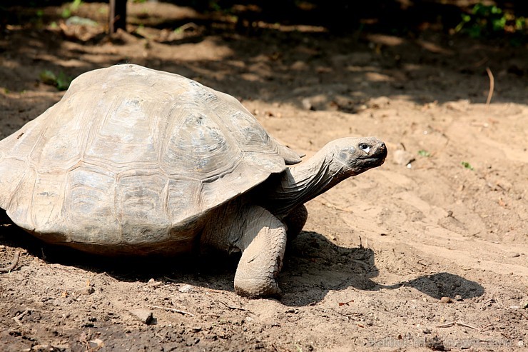 Rīgas zoodārzā jau sešpadsmito reizi norisinājās ikgadējais Galapagu bruņrupuču svēršanas pasākums 180355