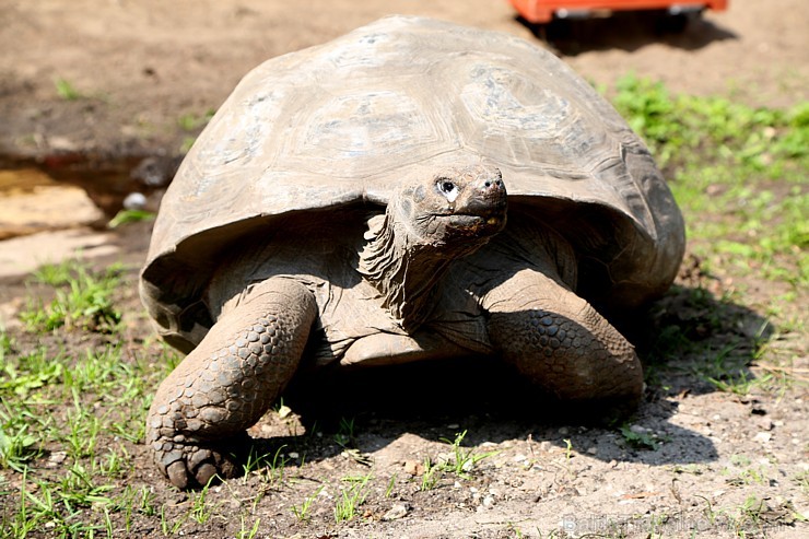 Rīgas zoodārzā jau sešpadsmito reizi norisinājās ikgadējais Galapagu bruņrupuču svēršanas pasākums 180356