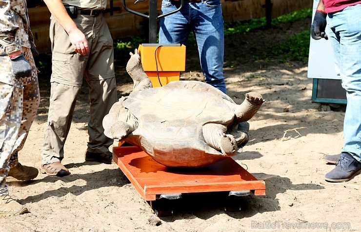 Rīgas zoodārzā jau sešpadsmito reizi norisinājās ikgadējais Galapagu bruņrupuču svēršanas pasākums 180359