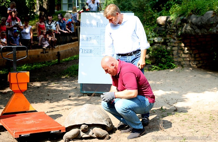 Rīgas zoodārzā jau sešpadsmito reizi norisinājās ikgadējais Galapagu bruņrupuču svēršanas pasākums 180365