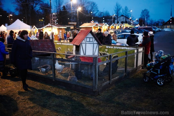 Rēzeknes Festivāla parkā skanot dziesmām ir iedegta lielā egle 189735