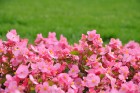 Augusts Nacionālajā botāniskajā dārzā Salaspilī lutina ar īstu ziedošo pasaku 12