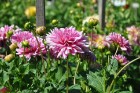 Augusts Nacionālajā botāniskajā dārzā Salaspilī lutina ar īstu ziedošo pasaku 13
