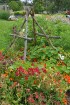 Augusts Nacionālajā botāniskajā dārzā Salaspilī lutina ar īstu ziedošo pasaku 16