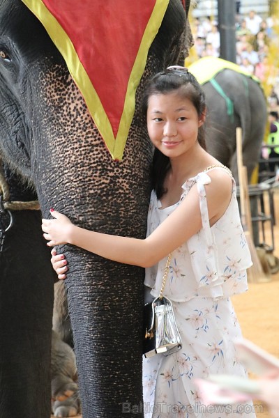 Kopā ar «365 brīvdienas» un «Turkish Airlines» apmeklējam Nong Nooch Village ar ziloņu šovu 206223