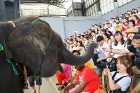 Kopā ar «365 brīvdienas» un «Turkish Airlines» apmeklējam Nong Nooch Village ar ziloņu šovu 25