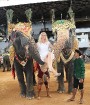Kopā ar «365 brīvdienas» un «Turkish Airlines» apmeklējam Nong Nooch Village ar ziloņu šovu 29